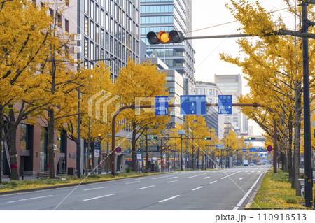 秋の大阪　御堂筋の黄葉したイチョウ並木 110918513
