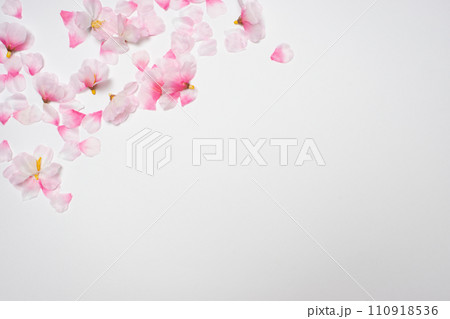 桜の花びらのボタニカルフレーム 桜の花びらのボタニカルフレーム 110918536