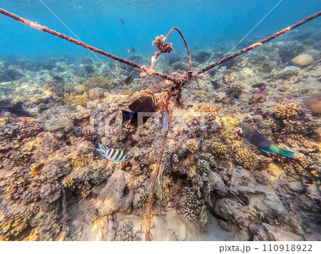Shoal of differend kinds of the fish -  sailfin tang, Longnose Parrotfish, Picasso trigger, Birdmouth wrasse, Klunzinger's wrasse and other tropical fish swimming at the coral reef in the Red Sea, 110918922
