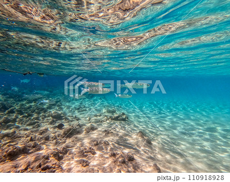 Shoal Gray Mullet fish (Mugil Cephalus) swimming at the coral reef in the Red Sea, Egypt.. 110918928