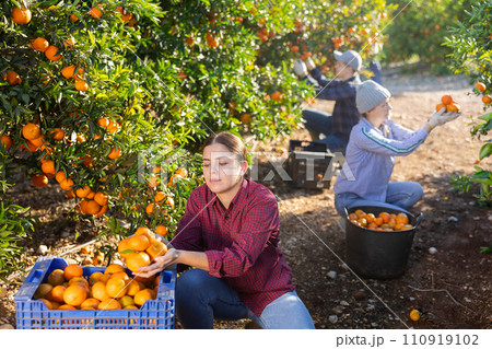 Positive female farmer picking carefully mandarins on plantation Positive female farmer picking carefully mandarins on plantation 110919102