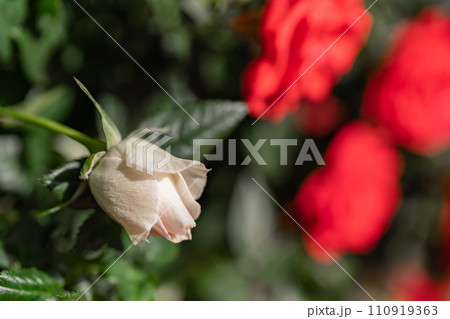 ミニバラ イメージ 110919363