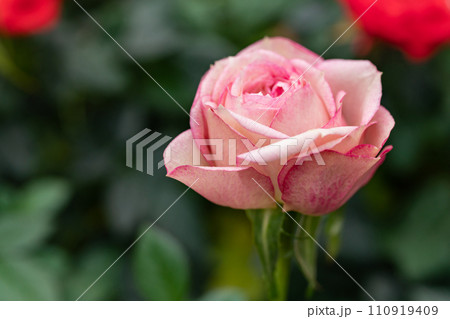 ミニバラ イメージ 110919409