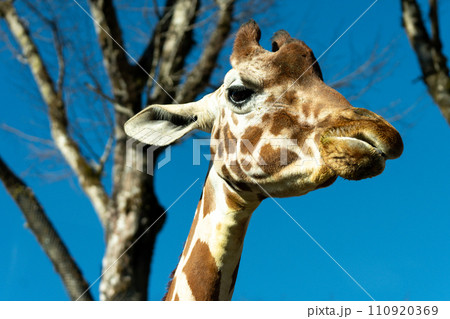 餌を食べるキリン 餌を食べるキリン 110920369