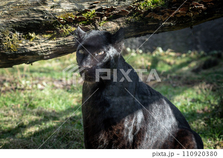 獲物を狙う黒豹 110920380