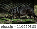 獲物を狙う黒豹 110920383
