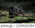 獲物を狙う黒豹 110920384