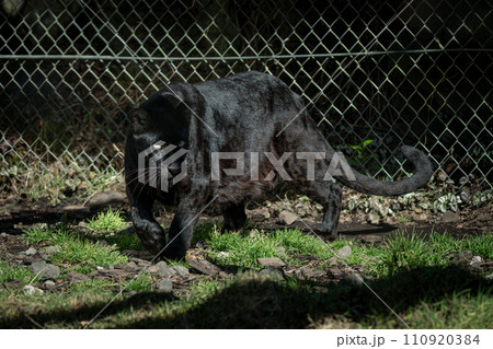 獲物を狙う黒豹 獲物を狙う黒豹 110920384