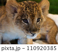 こちらを見るライオンの赤ちゃん 110920385