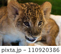 こちらを見るライオンの赤ちゃん 110920386