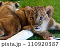 こちらを見るライオンの赤ちゃん 110920387