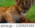 こちらを見るライオンの赤ちゃん 110920389