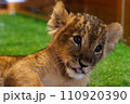 こちらを見るライオンの赤ちゃん 110920390