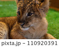 こちらを見るライオンの赤ちゃん 110920391