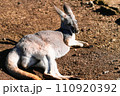休憩するカンガルー 110920392