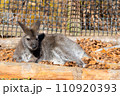 休憩するワラビー 110920393