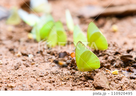 Catopsilia pomona, the common emigrant or lemon emigrant in Thailand. Green butterfly. 110920495