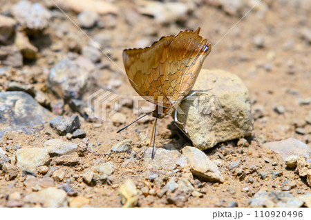 Charaxes bernardus hierax Common Tawny Rajah ground habitat in Ban Krang Camp, Kaeng Krachan National Park at Thailand. 110920496