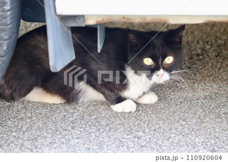 警戒して車の下に隠れてこちらを見つめる猫 警戒して車の下に隠れてこちらを見つめる猫 110920604