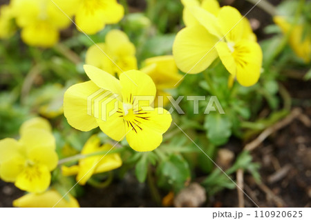 庭に咲くビオラ・パンジーの花 庭に咲くビオラ・パンジーの花 110920625