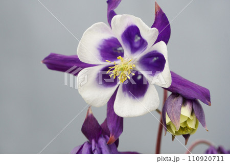 庭に咲くセイヨウオダマキの花 110920711