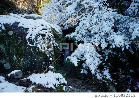 雪が積もった森の風景 雪が積もった森の風景 110922315