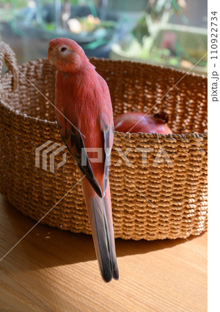 アキクサインコとザクロ アキクサインコとザクロ 110922734