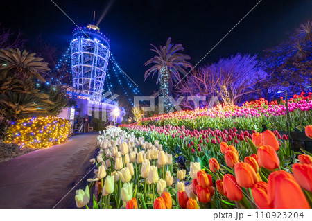 江の島シーキャンドルのイルミネーションと満開のウィンターチューリップ 江の島シーキャンドルのイルミネーションと満開のウィンターチューリップ 110923204