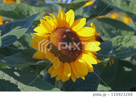 ひまわり 向日葵 ソレイユの丘 110923208