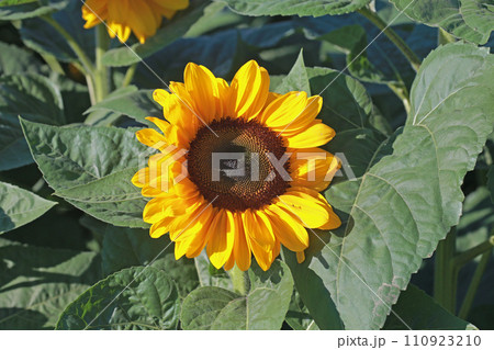 ひまわり 向日葵 ソレイユの丘 110923210