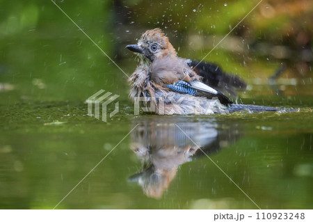 Eurasian jay (Garrulus glandarius) is taking a bath in a water pool 110923248
