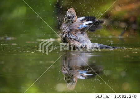 Eurasian jay (Garrulus glandarius) is taking a bath in a water pool 110923249