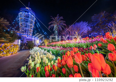 江の島シーキャンドルのイルミネーションと満開のウィンターチューリップ 江の島シーキャンドルのイルミネーションと満開のウィンターチューリップ 110923292