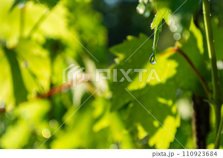 Water drops on the green leaves of grapes in the vineyard. 110923684