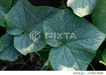 Cucumber leaves in the vegetable garden, closeup of photo 110923686