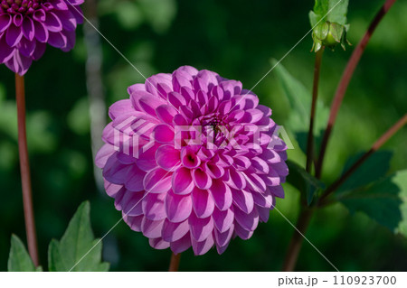 Dahlia is a genus of herbaceous flowering plants in the Asteraceae family. Dahlia is a genus of herbaceous flowering plants in the Asteraceae family. 110923700