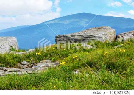 mountainous alpine landscape in summer. grass and dandelions among the boulders and rock formations on the hill. carpathian nature scenery of ukraine on a sunny forenoon mountainous alpine landscape in summer. grass and dandelions among the boulders and rock formations on the hill. carpathian nature scenery of ukraine on a sunny forenoon 110923826