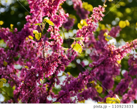 closeup of purple blossoming branches of judas tree in the garden. nature background on a warm april day closeup of purple blossoming branches of judas tree in the garden. nature background on a warm april day 110923833