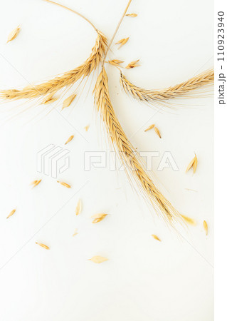 This image shows golden wheat ears and grains on a white background, symbolizing harvest and natural food. This image shows golden wheat ears and grains on a white background, symbolizing harvest and natural food. 110923940