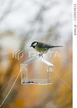tits and sparrows, bird feeder on window. transparent cute feeder with food for wild animals. tits and sparrows, bird feeder on window. transparent cute feeder with food for wild animals. 110924012