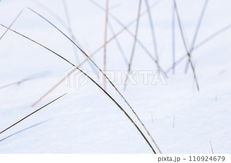 Dry grass in white snow, abstract natural background 110924679
