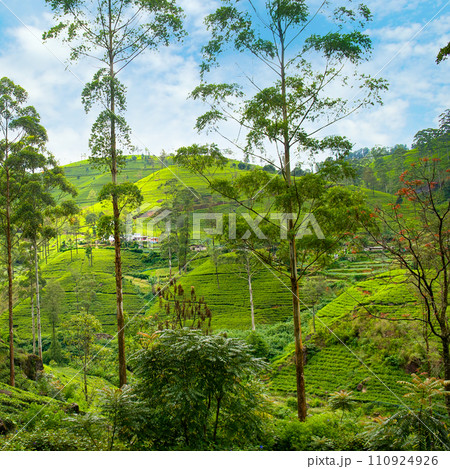 Picturesque tea plantations on the hills. 110924926