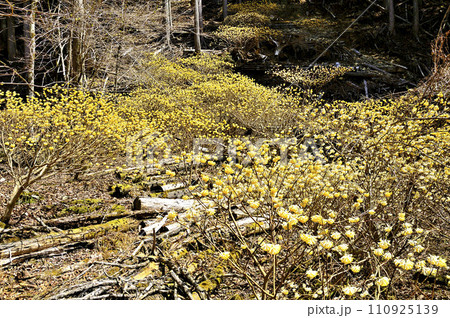 西丹沢の畦ヶ丸　森を彩るミツマタの花 110925139