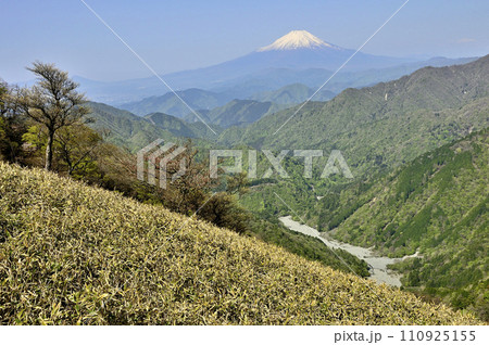 春の丹沢　日高より富士山と新緑の山地を望む 110925155