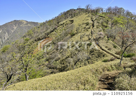 春の丹沢山地　丹沢主脈の登山道　日高より不動ノ峰と竜ヶ馬場 110925156