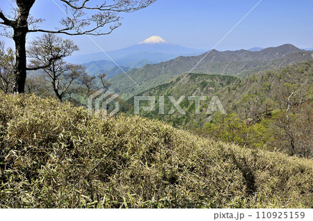 春の丹沢　丹沢主脈　竜ヶ馬場より富士山と檜洞丸を望む 110925159