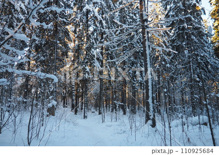 Spruce Picea is a coniferous evergreen tree of the Pine family Pinaceae. Evergreen trees. Common spruce, or Norway spruce Picea abies is widespread in northern Europe. Snowy winter coniferous forest. 110925684
