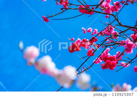 【早春素材】阿智村の花桃と青空【長野県】 110925807