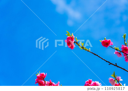 【早春素材】阿智村の花桃と青空【長野県】 【早春素材】阿智村の花桃と青空【長野県】 110925817