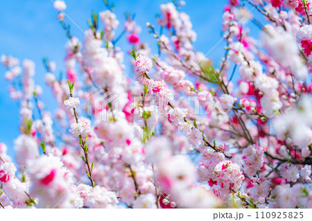 【早春素材】阿智村の花桃と青空【長野県】 【早春素材】阿智村の花桃と青空【長野県】 110925825